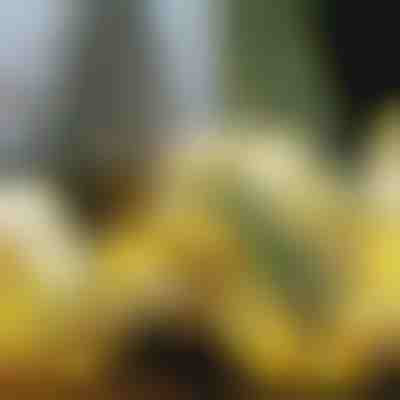 Svietiaca vianočná stuha (500 cm) | SHINESTRAP